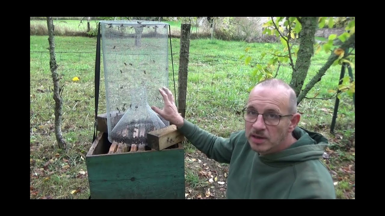 Nasse à frelons asiatiques - résultats et réponse à propos du léchage des hausses (19 octobre 2023)