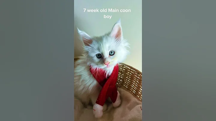 Watch the video about OMG Amazing Cream Shaded Maine Coon Boy