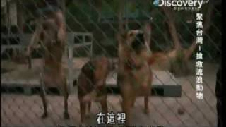 20091206 Discovery聚焦台灣-搶救流浪動物03-2.avi