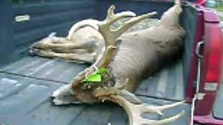 16 Point Wisconsin Buck