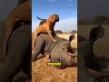 5 moments animaux choquants que personne n’aurait pu prévoir #shorts