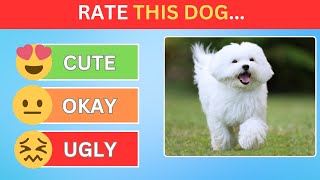 Rate the top 50 dogs breeds''#rate #quiztime #youtubetrending #whatsyourchoice #dog #dogbreed