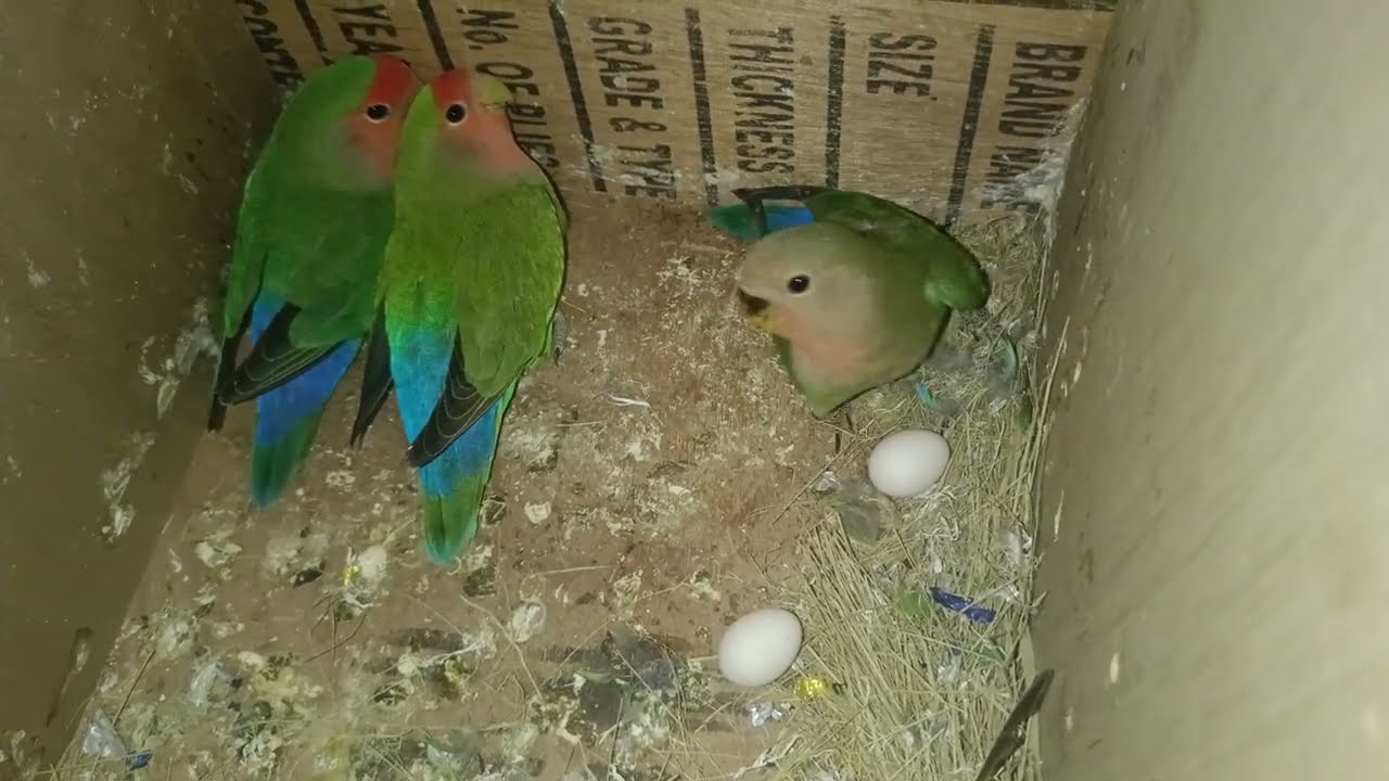 Only breeding pair for sale Location yerwada pune whatsapp 7057005313