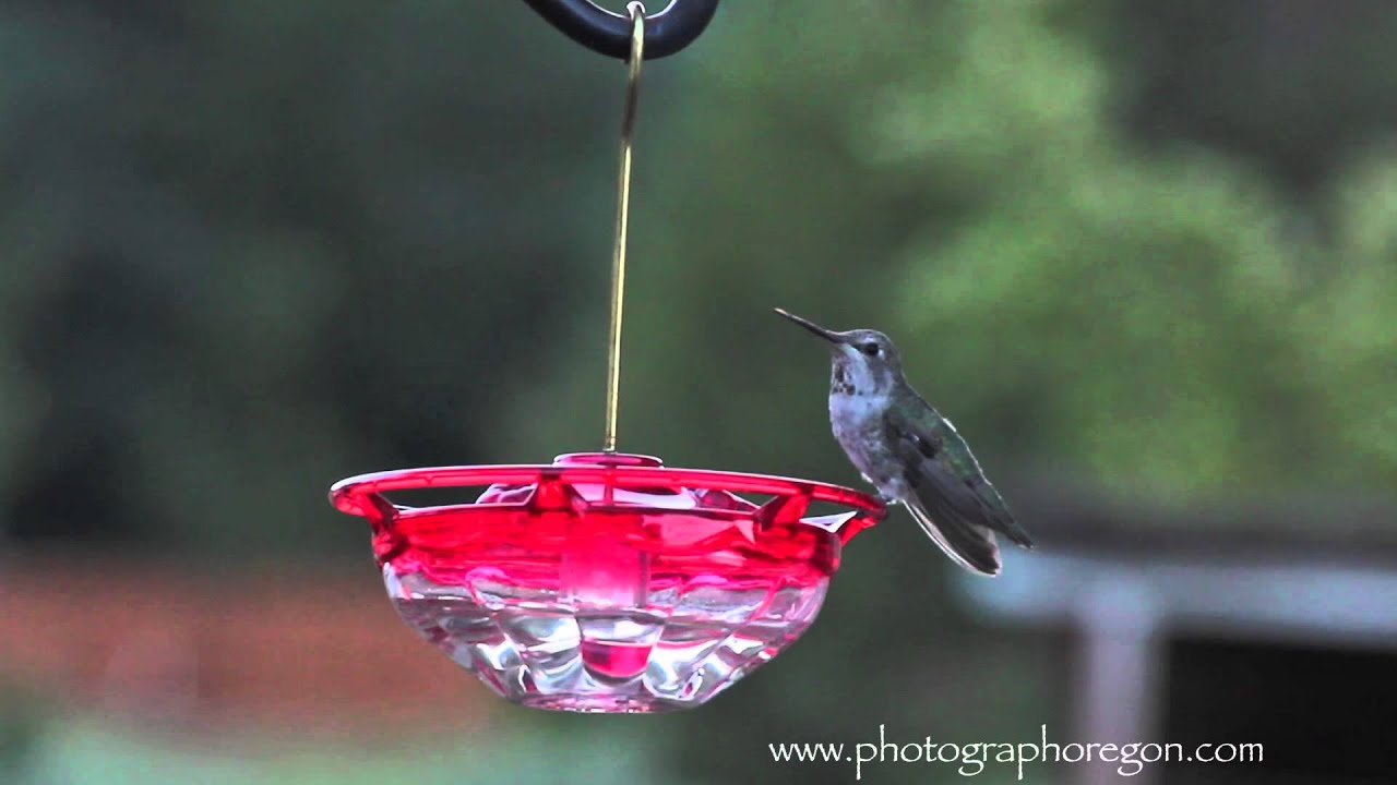 Hummingbird on High perch feeder YouTube