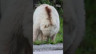 Download Lagu Nakoda's Story (in the description) #wildlife #nakoda #bear #nature MP3 Download Lagu Nakoda's Story (in the description) #wildlife #nakoda #bear #nature MP3