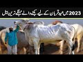 Most Expensive Qurbani Bull In Pakistan  in 2023 | The Most Expensive Bull | urdu cover