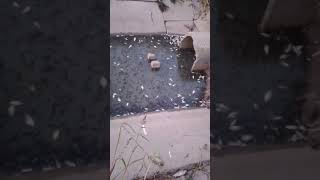Замор рыбы в сбросных каналах