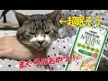 超眠そうな猫にごちそうを出してみたら・・・☆モンプチナチュラルキッスまぐろ入りまぐろゼリー☆【リキちゃんねる　猫動画】Cat video　キジトラ猫との暮らし