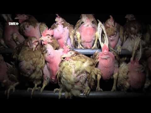 Video: Was Sie über Hühnerfleisch Wissen Müssen