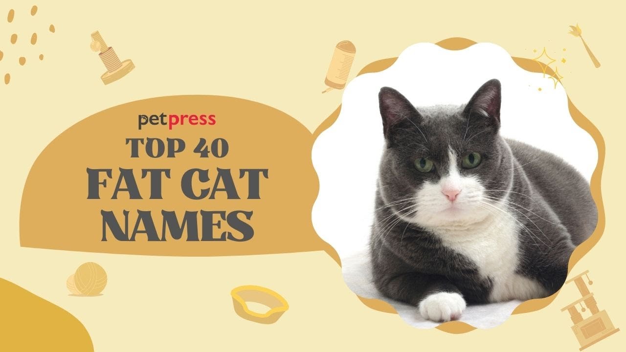 Top 40 Fat Cat Names To Give Your Chubby Kitty 😻 PetPress 🐾 YouTube