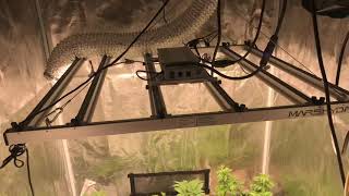 Gnostic seeds - Mars Hydro FC-E4800 - 12/12 flip day - Oct 22