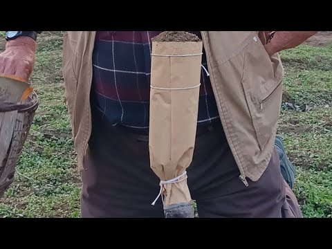 Yarma Erik Aşısı