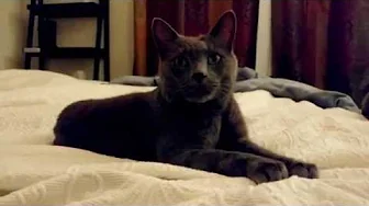 Smokey the airbnb cat