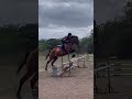 #todays ride#horse #equestrian #equestrianjourney #showjumping