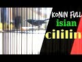 Kolibri Ninja Tembakan Cililin Full Mp3 - Mp4 Download