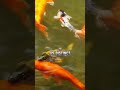 The Art of Koi: Beauty Beneath the Surface!