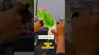 discount pigeon colour