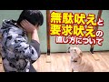 この無駄吠えは何吠え？ワンちゃんの無駄吠えや要求吠えの対策と、直し方についてお話します！