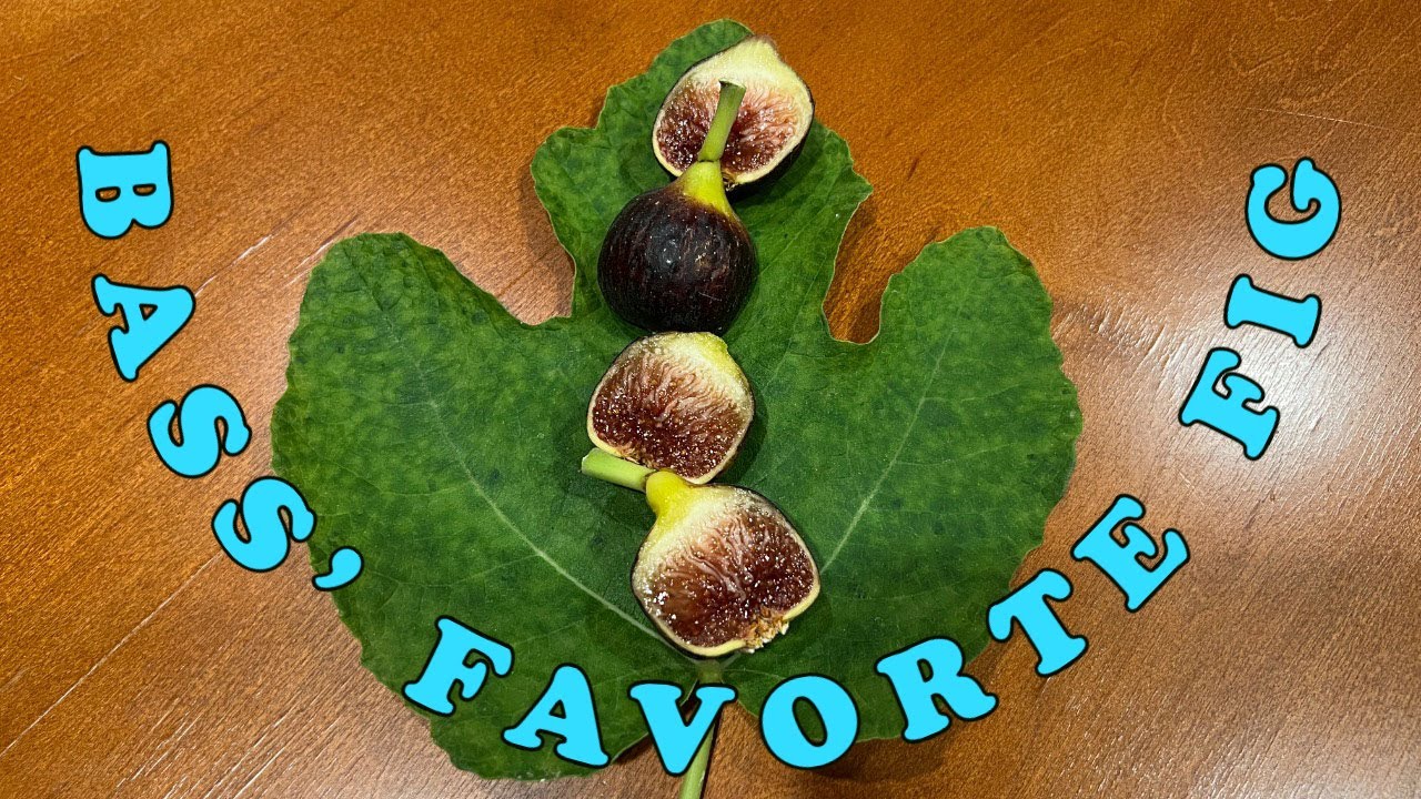 Bass' Favorite Fig (BFF) Tasting - YouTube