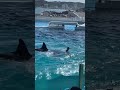 FISH&👏👆🐬🚀#fishing #fishstarter #shortvideofish #shortsfisheavideo🌊 #shortvideo #🌊👏👆🚀