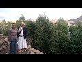 شاهد شجرة القات التي يتعاطاها اليمنيون سوف تندهش 