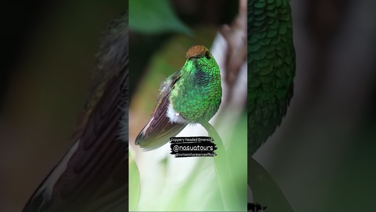 Coppery-headed emerald hummingbird 🇨🇷 Costa Rica