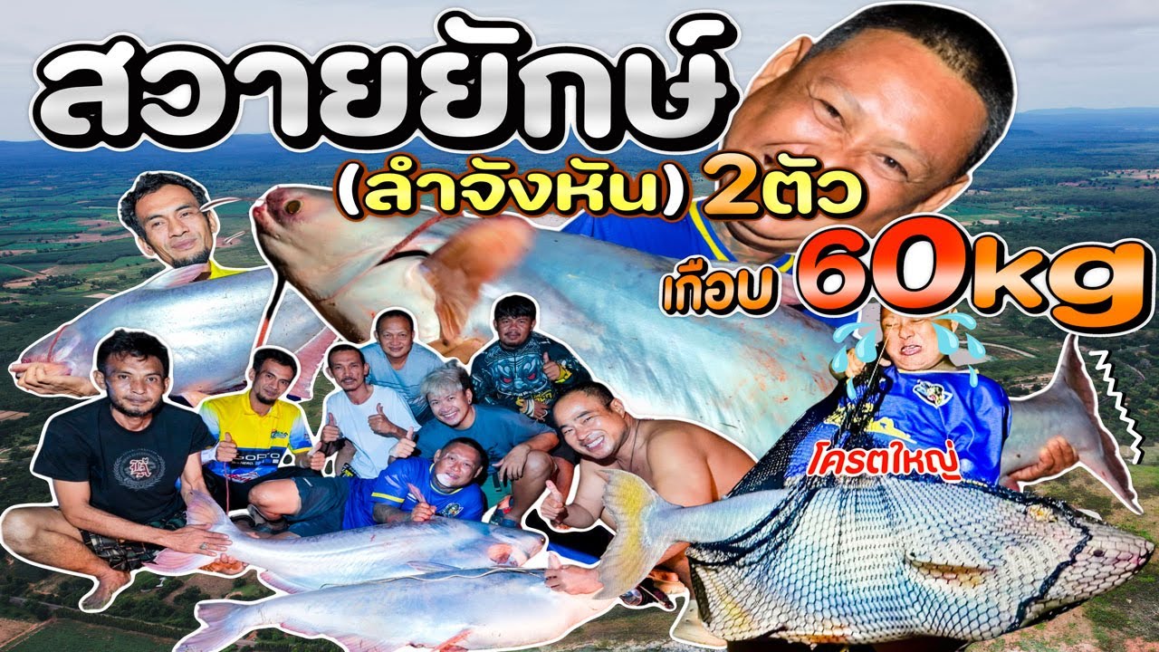 สวายยักษ์ (ลำจังหัน) 2ตัว เกือบ 60 KG