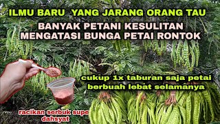 Bingung! pohon petai tidak mau berbuah dan bunganya rontok? gunakan racikan serbuk ini 100% berhasil