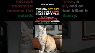 1967: The CIA Spy Cat That Cost $20 Million Got Hit By A Taxi