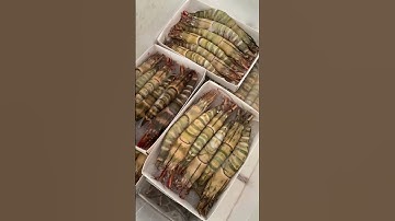 Tôm sú Mẹ khổng lồ 6 con/kg | MINOS .COM.VN #minos #hảisảnminos #minos seafood