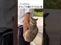 どうしても離れてくれない猫