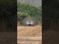 mohe mor banaiyo radha #naturephotography #peacockviralvideo