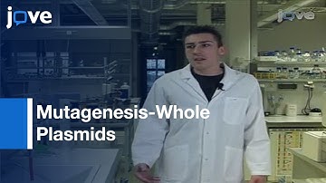 Homemade Site Directed Mutagenesis Of Whole Plasmids l Protocol Preview
