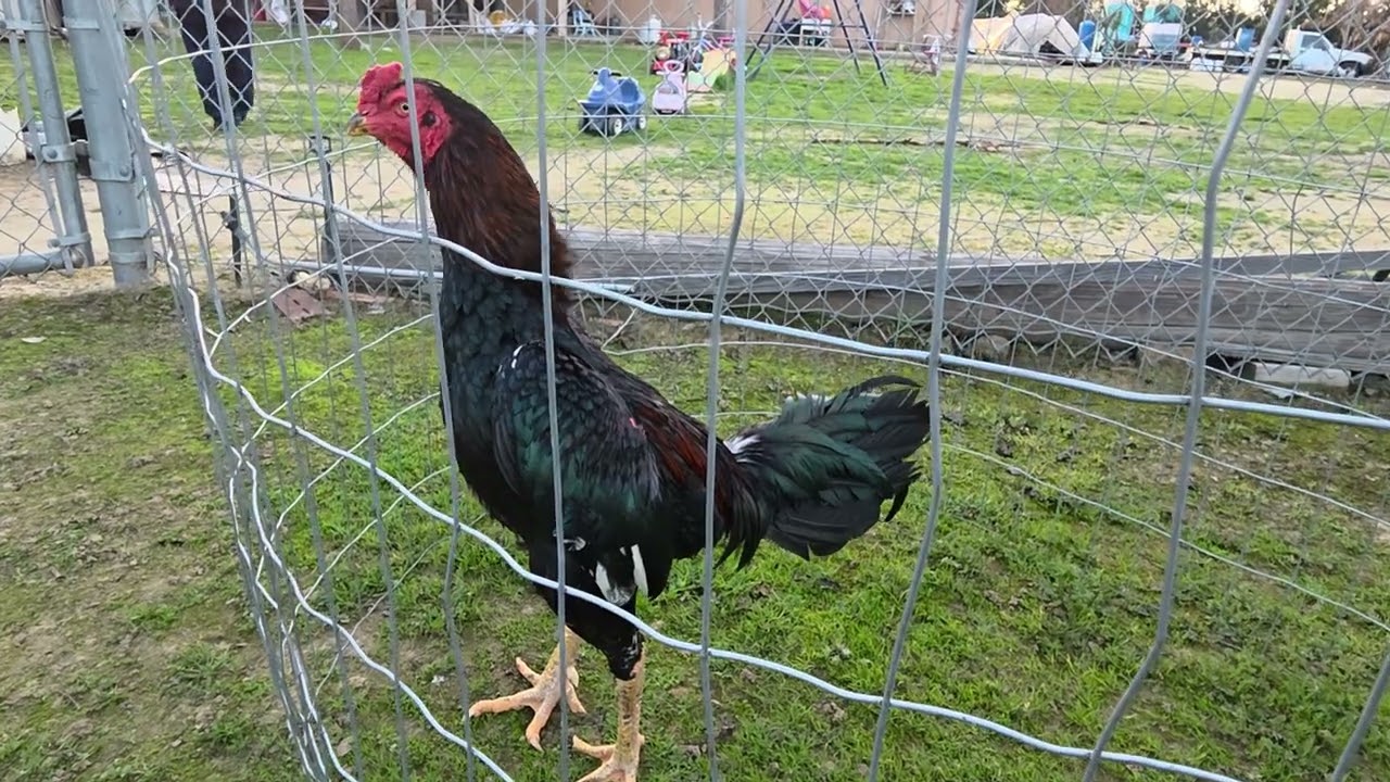 Qaib Pakoy  (Naked Neck VP Saigon)