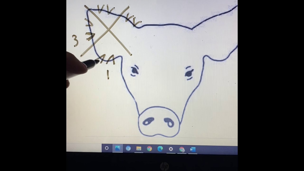 How To Read Ear Notches YouTube How To Read Ear Notches YouTube