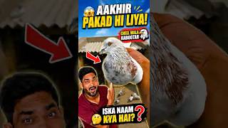 Mini Vlog 234 | Finally Pakad Liya 😱 Ye Cheel Wala Kabootar Kaunsi Breed Ka Hai?