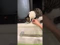 お風呂に付き合ってくれる猫#shorts
