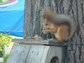 Белка кушает орехи. Очень мило. - The squirrel eats nuts. Very cute