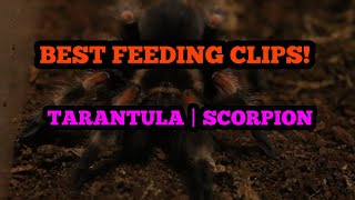 BEST EXOTIC PET FEEDING | TARANTULAS, SCORPIONS & MORE | 2021 by Redd 177 views 3 years ago 3 minutes, 16 seconds