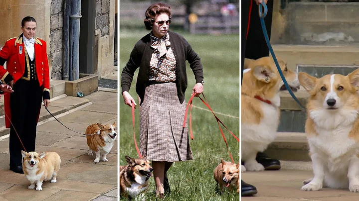 Goodbye Ma'am! Saddest Thing Ever As Queen’s Corgis Wait Outside Windsor Castle For Final Goodbye