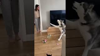 Suçu Köpeğe Attıvazoyu Devirip Kıran Kedi Kaçtı,Masum Köpek Ise Ne Olduğunu Anlatmaya Çalıştı