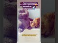 #КотикиИМагия #КошачийЗаговор #КотБаоцзыМао #СоняИграетПоСвоему #YouTubeShortsМяу