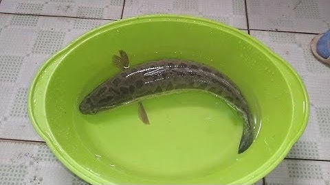 RUỐC CÁ QUẢ siêu ngon cho gia đình.