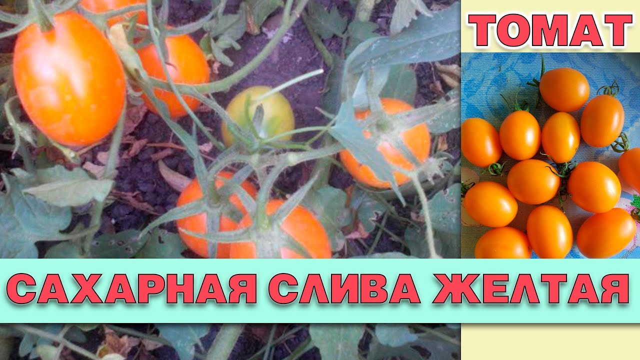 Томат Польская слива тетушки Сварло (Aunt Swarlo`s Polish Plum), 5 шт. Premium S
