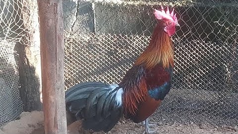 f1 zoo nraug kawg 6.12.2024