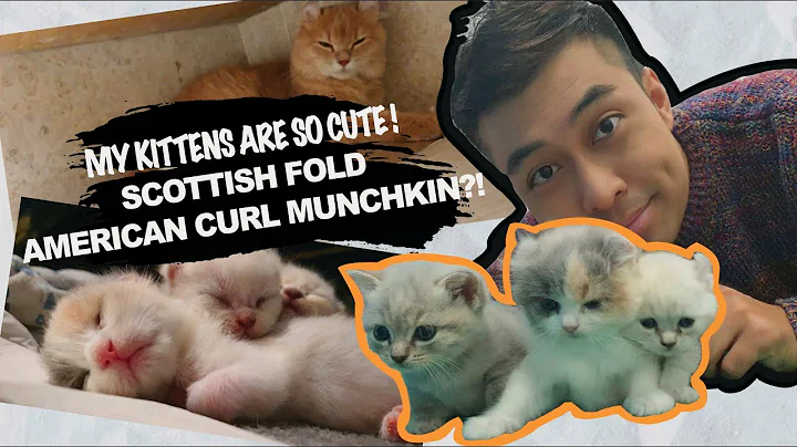 Watch the video about MY KITTENS ARE SO CUTE! SCOTTISH FOLD AMERICAN CURL MUNCHKIN?!