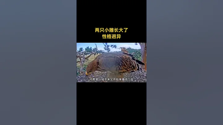 两只小雕长大了，性格迥异 - 天天要闻