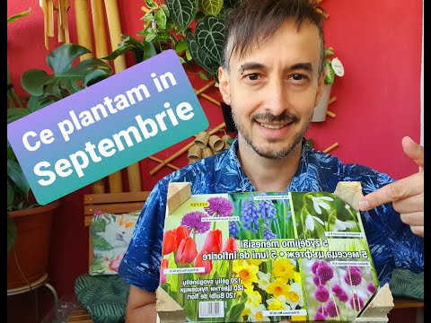 Video: Flori în Septembrie: Ce Să Plantați și Cum Să Vă îngrijiți?