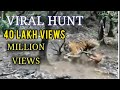 Tiger Kill Dear Amazing Attack Tiger Kill Dear Amazing Attack