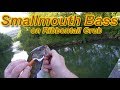 Smallmouth Bass on a Ribbontail Grub